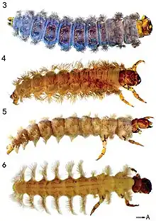 Four larvae with front appendages