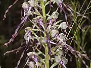 Inflorescence of Lizard Orchid, characteristic with its striped labellum and goat-like smell