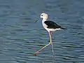 Black-winged stilt