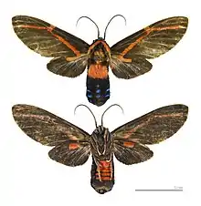 Himerarctia docis