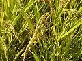 Rice plants