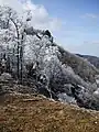 Trees with frosts at the top of Mount Hinokizuka Okumine (03/2009)