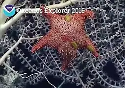 Hippasteria muscipula climbing on coral, probably feeding (with yellow polychaete worms).