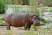 Large hippo next to a river