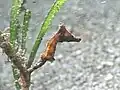 Juvenile crowned seahorse