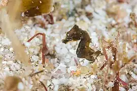 Hippocampus nalu in situ; juvenile, approximately 10 mm SL, Sodwana Bay, South Africa.