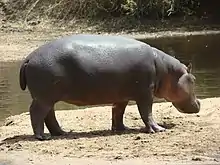 Image 6Hippopotamus at the Benoue National Park (from Tourism in Cameroon)