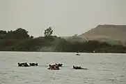 Hippos in the Niger River to the south of Kouré