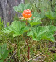 Ripe cloudberry, July 2006