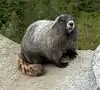 Marmota caligata