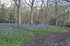 Bluebells in Hodgemoor Wood