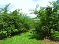 Elderberry cultivation in Austria