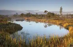 Männikjärve Lake in Endla Nature Reserve