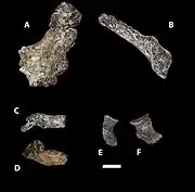 (A,B) ilium, (C,D) adolescent sacrum, (E,F) ischium