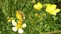 Flowers and insects in the meadows (June)