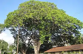 Sandbox tree in front yard