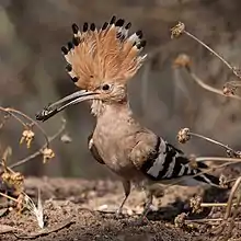 Hoopoe in Israel. The hoopoe is Israel's national bird.