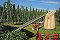 Hopfengarten (hop garden)