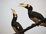 Hornbill