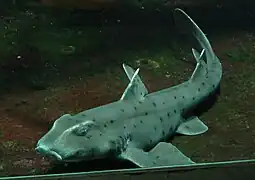 Chondrichthyes (Horn shark)