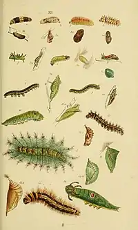 Larva (figure 6) and pupa (figure 7)