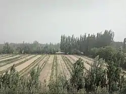 Farmland of Hotan County near the city