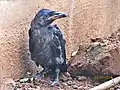 House crow fledgling