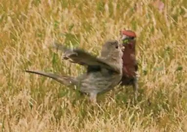 Male house finch feeding a female as part of the courtship ritual