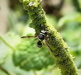 Ceriana vespiformis