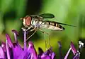 Female marmalade fly feeding on a Veronica speciosa flower