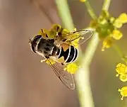 Eristalis arbustorum female