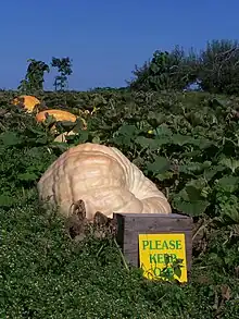 Agricultural field with three very large pumpkins