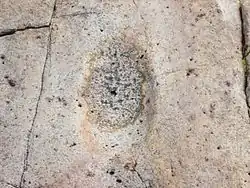 Native American bedrock metate  at Huerfano Butte, Arizona