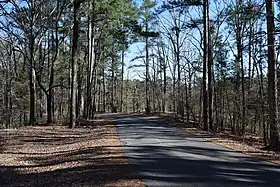 Road in woods