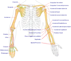 Human arm bones diagram.