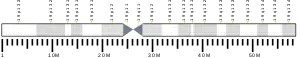 Chromosome 19 (human)