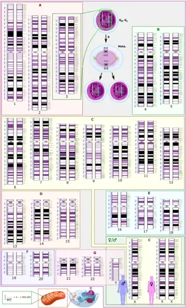 Human karyotype with bands and sub-bands