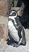 Humboldt penguin