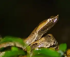 Head