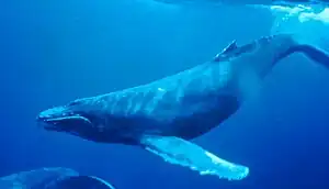 Gray whale underwater