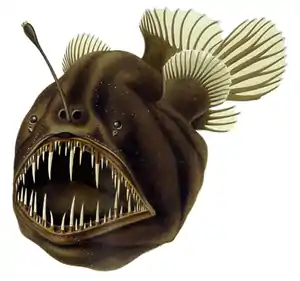 Image 56The humpback anglerfish is a bathypelagic ambush predator, which attracts prey with a bioluminescent lure. It can ingest prey larger than itself, which it swallows with an inrush of water when it opens its mouth. (from Pelagic fish)