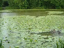 photo of water, water lilies and trees