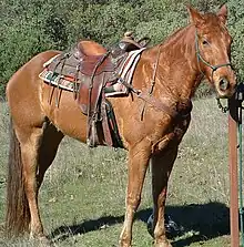 Photograph of a western horse wearing an ethological halter