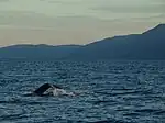 Whales in Skjalfandi near Húsavík