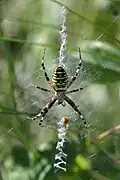 Wasp spider.