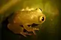 Hyalinobatrachium fleischmanni, Fleischmann's glass frog.