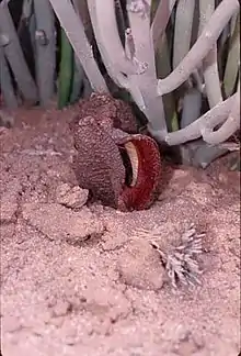 Emerging flower of Hydnora africana in a desert dominated by Euphorbia mauritanica near Fish River Canyon, in the south of Namibia, 2000