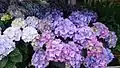 Purple hydrangea flowers