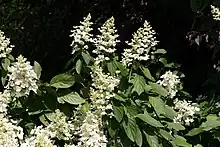 Hydrangea paniculata