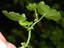 H. americana showing the minute flowers